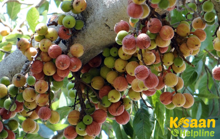 Adriatic (एड्रियाटिक)